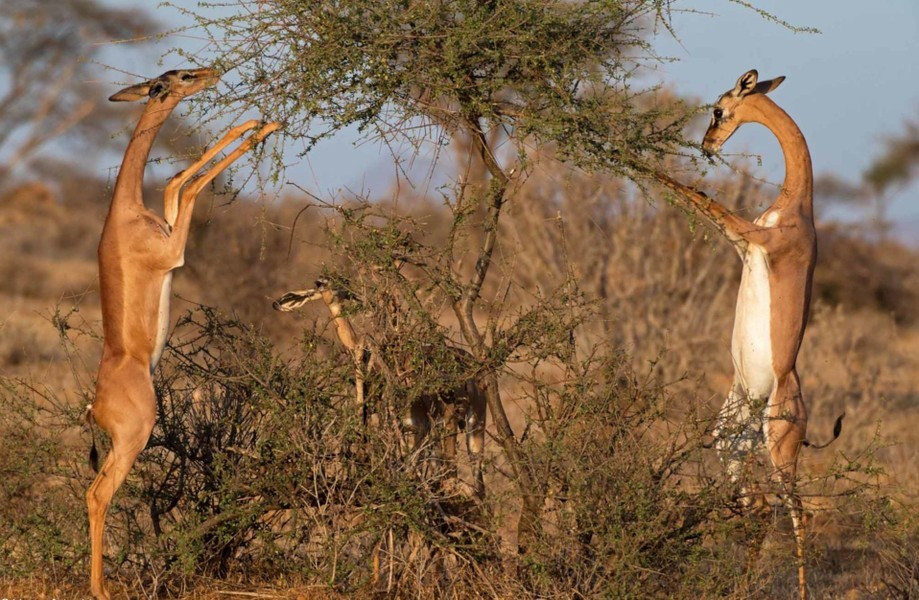Linh dương Gerenuk còn đặc biệt ở chỗ chúng có thể đứng thẳng trên hai chân sau để ăn lá và cành cây thay vì gặm cỏ giống như hầu hết các loài linh dương khác.