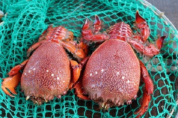 Việc săn bắt cua huỳnh đế đang mang trứng có thể gây tổn hại lớn đến sinh sản, ảnh hưởng đến số lượng của loài hải sản quý này.