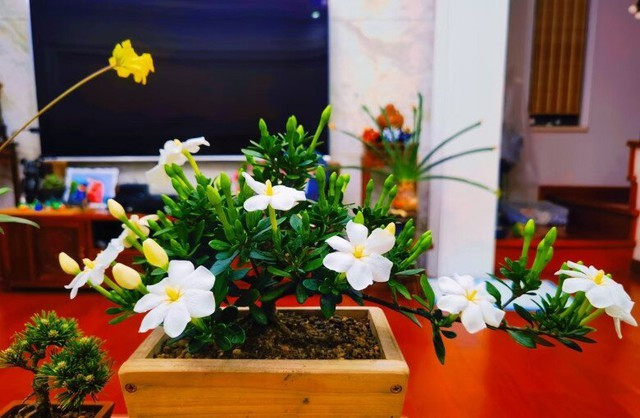 Điều khiến cây dành dành lùn được giới yêu cây trồng săn lùng chính là khả năng nở quanh năm. Chỉ cần chăm sóc đúng cách như duy trì ánh sáng vừa phải, đất đủ ẩm và bón phân bổ sung, bạn sẽ có thể chiêm ngưỡng hàng chục bông hoa nở cùng lúc trên một cây.