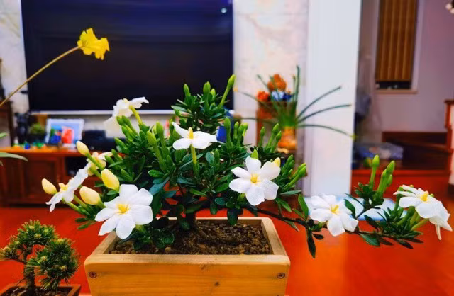 Điều khiến cây dành dành lùn được giới yêu cây trồng săn lùng chính là khả năng nở quanh năm. Chỉ cần chăm sóc đúng cách như duy trì ánh sáng vừa phải, đất đủ ẩm và bón phân bổ sung, bạn sẽ có thể chiêm ngưỡng hàng chục bông hoa nở cùng lúc trên một cây.