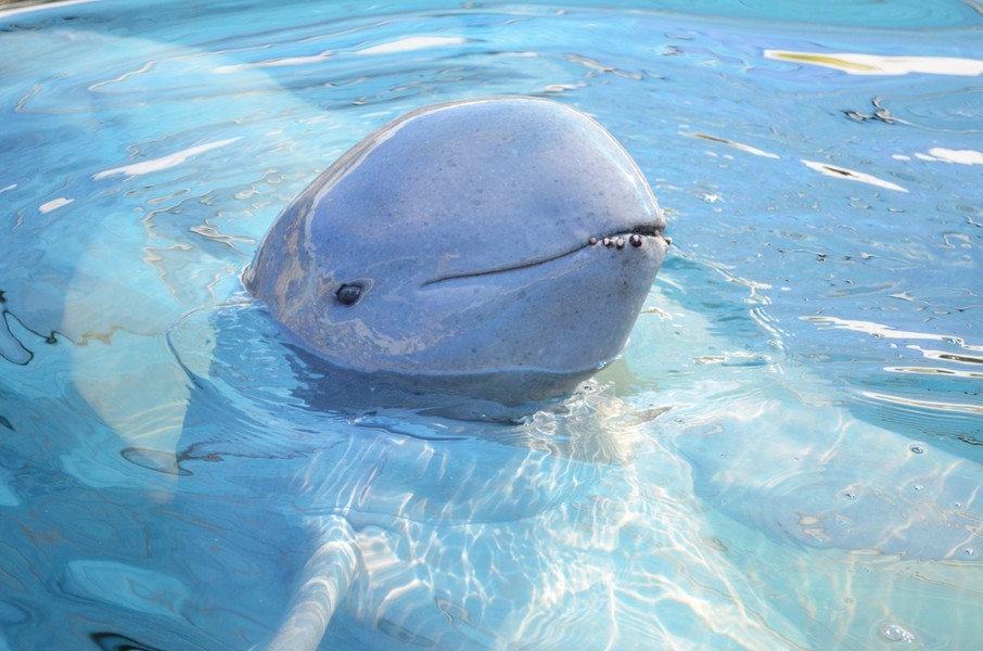 Irrawaddy Dolphin là một loài cá heo sống ở đại dương, sở hữu phần đầu rất tròn, và gần như không có mỏ nhô về phía trước.