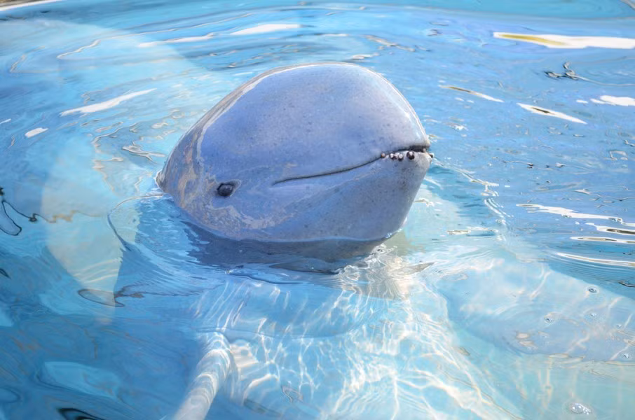 Irrawaddy Dolphin là một loài cá heo sống ở đại dương, sở hữu phần đầu rất tròn, và gần như không có mỏ nhô về phía trước.
