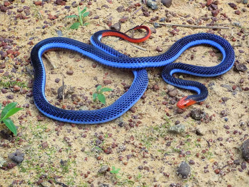 Loài rắn độc này sống chủ yếu trong các khu rừng rậm của Thái Lan, Malaysia, Singapore, Indonesia, và Borneo.