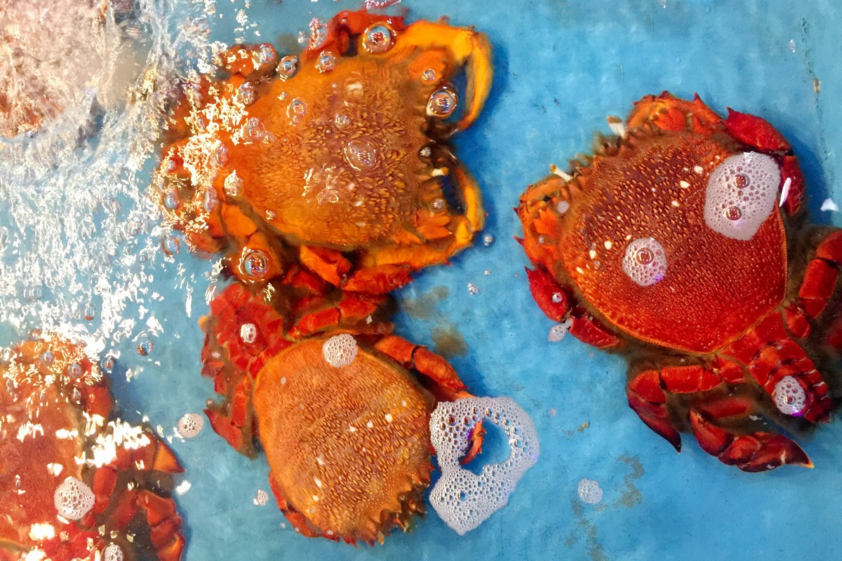 Ngày 3-6, Ban Quản lý Khu bảo tồn biển Lý Sơn cùng nhóm thiện nguyện Team Light Charity đã thả cua huỳnh đế mang trứng về khu phục hồi sinh thái đảo Lý Sơn, tỉnh Quảng Ngãi.