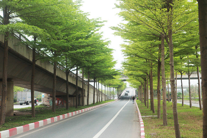 br/> Những ngày này, hàng cây bàng lá nhỏ tại nút giao Quốc lộ 5 với lối lên cao tốc Hà Nội – Bắc Giang bắt đầu đâm chồi. Khung cảnh rất đẹp khiến nơi đây trở thành địa điểm chụp ảnh yêu thích của nhiều người.