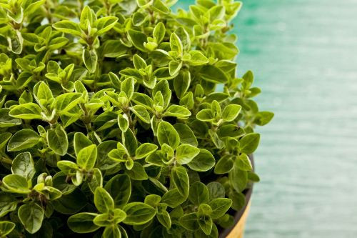 Oregano là một loại cây thuộc họ bạc hà. Nó được biết đến là thần dược có thể giảm bớt các triệu chứng của hội chứng ruột kích thích, chống nấm và vi khuẩn. Dầu của oregano khi cọ xát trên trán sẽ làm dịu cơn đau đầu hay dán cao oregano trên mụn nhọt cũng có thể làm mụn nhọt tiêu tan.