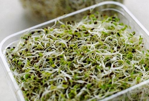Các loại rau mầm sống như rau mầm cải, giá đỗ chứa nhiều vi khuẩn, ảnh hưởng không tốt đến sức khỏe thai nhi.