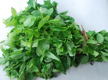 Tăng cường hệ miễn dịch. Ngoài ra, lá rau ngót cũng là một nguồn vitamin A là tương đối cao. Vitamin A cần thiết cho cơ thể để ngăn ngừa các bệnh về mắt, tăng trưởng tế bào, hệ miễn dịch, sinh sản, và duy trì làn da khỏe mạnh.