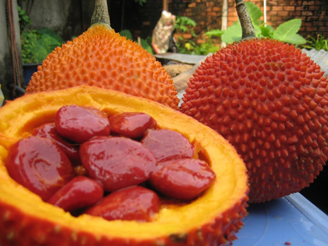 3. Hạt gấc. Theo các sách cổ, nhân hạt gấc vị đắng, hơi ngọt, tính ôn, hơi độc, vào 2 kinh can và đại tràng, có tác dụng chữa mụn nhọt, sưng tấy, tràng nhạc, lở loét, sưng vú, tắt tia sữa, chấn thương, ứ huyết… Ảnh: suckhoegiadinh.com.vn.