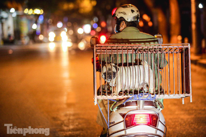 Chó thả rông bị bắt sẽ được nhốt trong lồng sắt, đưa về trụ sở UBND phường xử lý.