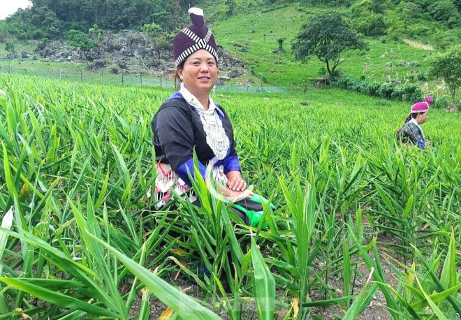 Kỳ Sơn là huyện biên giới phía Tây của tỉnh Nghệ An, với quỹ đất dồi dào, có nhiều vùng tiểu khí hậu cận ôn đới, thổ nhưỡng giàu mùn và hàm lượng cacbon hữu cơ. Địa phương này có tiềm năng lớn về phát triển kinh tế nông, lâm nghiệp với nhiều loại động - thực vật phong phú. Trong đó, cây gừng trồng ở nơi đây cho chất lượng sản phẩm đặc trưng, hàm lượng tinh dầu cao.