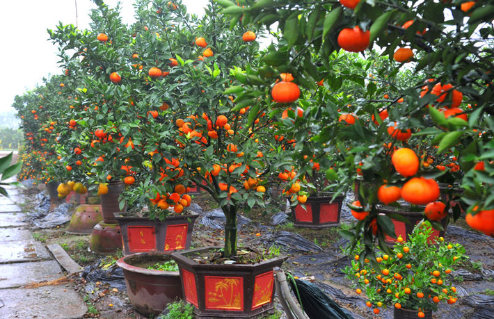 Cây cam, chanh, quất. Thông thường, cây quất thường được chưng trước nhà vào những ngày Tết truyền thống không chỉ vì làm đẹp không gian Tết mà còn được tin là sẽ mang may mắn và sức khoẻ dồi dào cho chủ nhà. Ngoài ra, chúng còn biểu tượng cho một năm mới “bội thu” dành cho gia chủ.