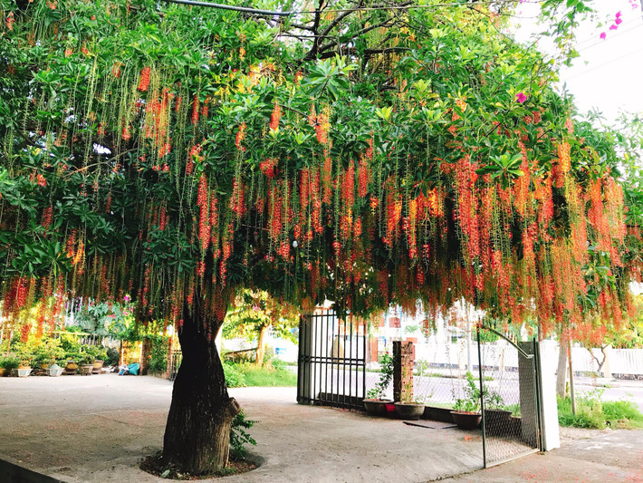 Theo đó, chữ lộc trong "lộc vừng" ứng với tài lộc, chữ vừng mang hàm ý nhỏ nhưng nhiều. Hoa lộc vừng màu đỏ tượng trưng cho hỷ sự, và gắn liền với ngụ ý phát lộc. Gốc cây to, vững chãi biểu trưng cho ý chí kiên định, khó lay chuyển của gia chủ. Ngoài ra, lộc vừng cũng là loài cây mang ý nghĩa trường thọ, và mang tới cảm giác bình yên, an toàn cho mọi thành viên của gia đình.