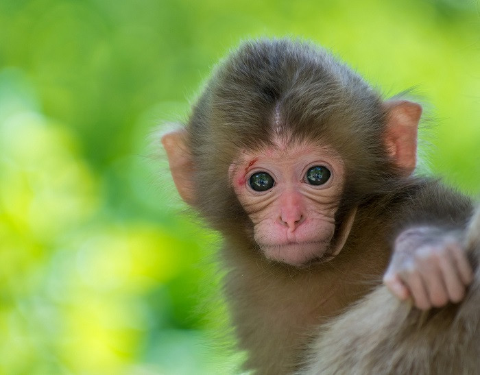 Người tuổi Thân luôn có chí cầu tiến trong công việc. Họ không dễ dàng đầu hàng trước những khó khăn mà thay vào đó là không ngừng thay đổi bản thân để thích ứng cũng như tạo ra được giá trị cho chính mình.