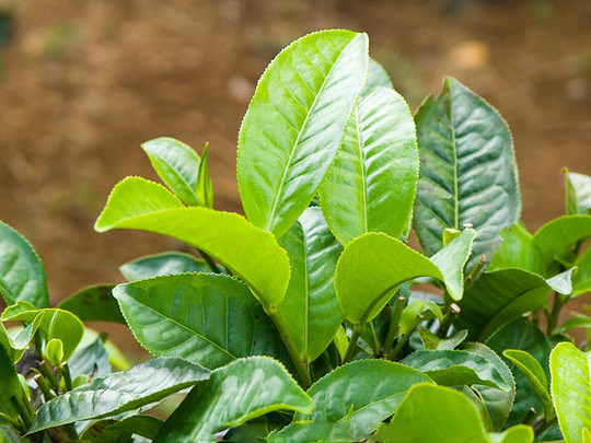 Tinh dầu cây trà. Áp dụng thoa tinh dầu cây trà vào vùng sẹo bị ảnh hưởng do mụn trứng cá sẽ giúp chữa lành các vết sẹo mụn trứng cá.