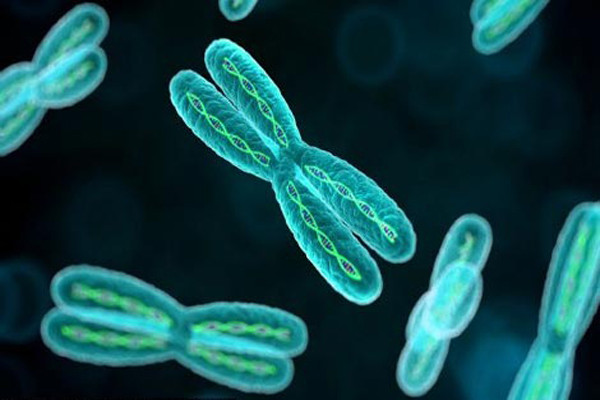 Nhiễm sắc thể. Đàn ông có một cặp nhiễm sắc thể XY, trong khi phụ nữ có một cặp XX. Về mặt sinh học, vì có 2 nhiễm sắc thể X nên nếu có khiếm khuyết xảy ra thì họ vẫn còn một cái và điều đó cho phép các gene tốt thể hiện tính trội.