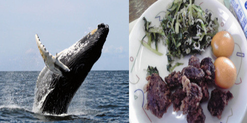 Kujira. Theo nghiên cứu, cá voi được tiêu thụ trên toàn nước Nhật Bản. Nổi tiếng nhất là loại bánh mỳ kẹp thịt cá voi, gọi là Whale Burger. Ngoài ra, người Nhật còn sơ chế thịt cá voi thành samishi, có thể ăn sống.