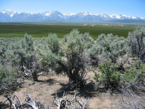 Phát tín hiệu cảnh báo. Cây ngải đắng (Artemisia tridentata) có khả năng phát đi một tín hiệu cảnh báo cho “đồng bọn” khi bị tấn công bằng việc phát tán một hợp chất hóa học vào không khí. Nhận được tín hiệu này, những cây ngải đắng khác nằm xung quanh sẽ sản sinh một chất hóa học riêng để xua đuổi côn trùng.