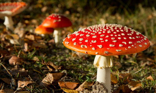 Nấm kết nối với não. Hoạt chất psilocybin trong nấm ma thuật được biết đến với đặc tính tạo cảm giác cường tráng, hưng phấn, thậm chí thay đổi nhận thức.