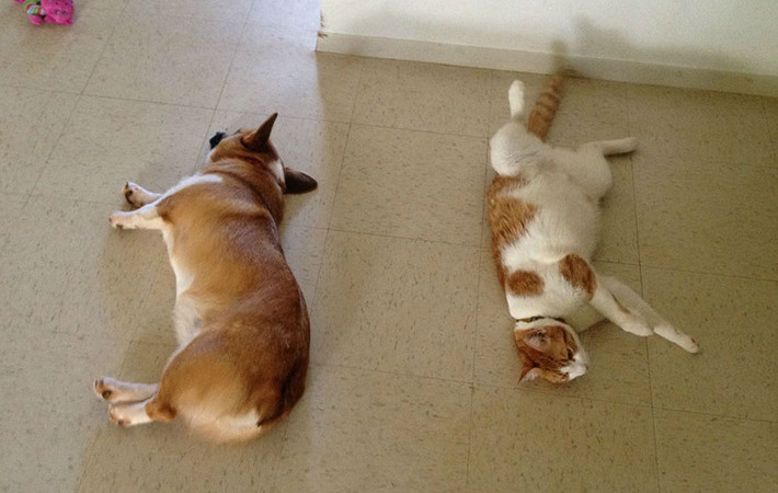 Từ bé đến lớn Corgi luôn sinh hoạt cùng với người bạn đồng hành của mình là một con mèo nhị thể. Nếu Corgi nằm, mèo cũng nằm.