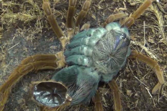 Con nhện ảo thuật tarantula này dường như có lớp da trong suốt, nhìn thấy rõ các cơ quan bên trong của nó.