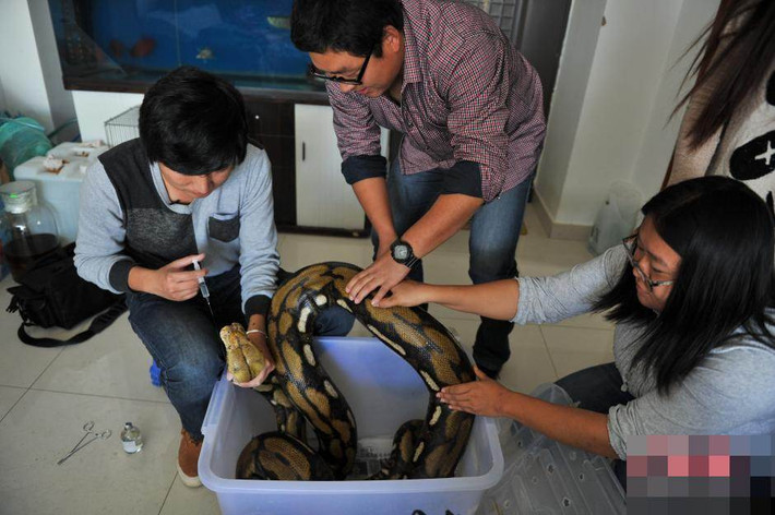 Anh thường xuyên mang những con trăn về nhà, đặc biệt khi cảnh sát đột nhiên tìm thấy và giao chúng cho vườn thú nhưng vườn thú chưa kịp sắp xếp chỗ ở. Baituo cũng chăm sóc những con trăn rất tận tình.