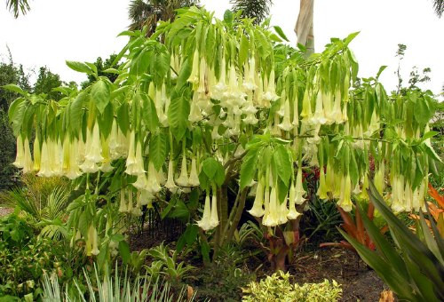 Hoa loa kèn trumpet sống chủ yếu ở Nam Mỹ. Nó có chứa đồng thời 3 chất độc: Atropine, hyoscyamine và scopolamine. Loài cây này chỉ thực sự nguy hiểm khi bị con người sử dụng. Ở cấp độ nhẹ, những chất này có thể gây mê sảng, hoặc nếu không may mắn, chúng mình dễ bị bỏ mạng vì loài hoa này.