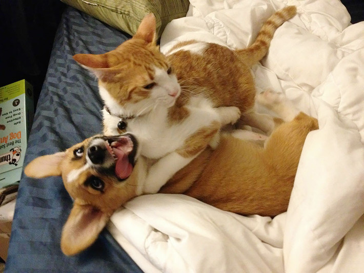 Những hình ảnh thân thiết của cô chó Corgi khi chơi đùa bên người bạn mèo của mình khiến nhiều người tỏ ra thích thú.