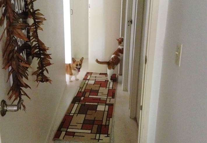Thậm chí khi mèo lén lục lọi đồ đạc, cô chó Corgi cũng đi theo canh chừng.