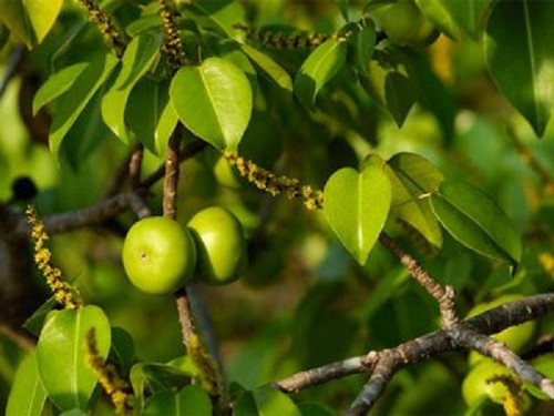 Khả năng tự vệ. Loài cây Manchineel ở Florida và Nam Mỹ nổi tiếng nhờ khả năng tự vệ và sát thủ “không ghê tay” của mình. Bất kì bộ phận nào của Manchineel cũng đều chứa độc. Chỉ cắn một miếng vào quả của loài cây này là có thể bạn phải vào phòng cấp cứu.