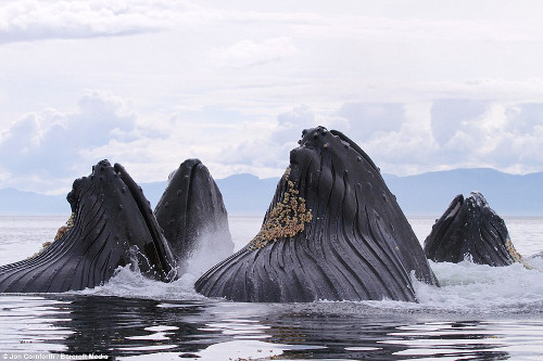 Cả đàn cá voi lưng gù tụ tập ở eo biển hẹp Chatham Strait, Alaska