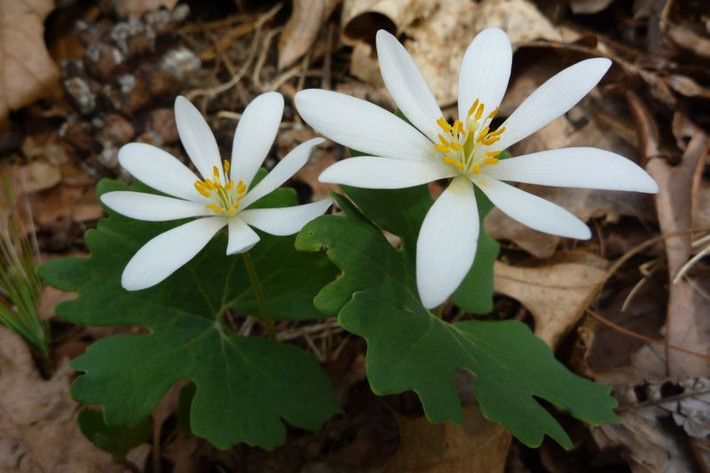 Cây rễ đỏ, tên khoa học là Sanguinaria canadensis canadensis L., là một loài cây thuộc họ anh túc và cũng có hiệu ứng gây nghiện tương tự.
