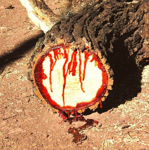Cây cũng chảy máu. Loài cây thân gỗ Pterocarpus angolensis ở Nam Phi có khả năng kì lạ - chảy máu. Khi cắt ngang thân hay một cành cây, ta sẽ dễ dàng thấy loại nhựa màu đỏ hơi sánh, sau khi khô chuyển thành đỏ thẫm rất giống màu máu. Loại nhựa này có tác dụng như chất keo dính gắn liền và chữa lành các vết thương của cây.