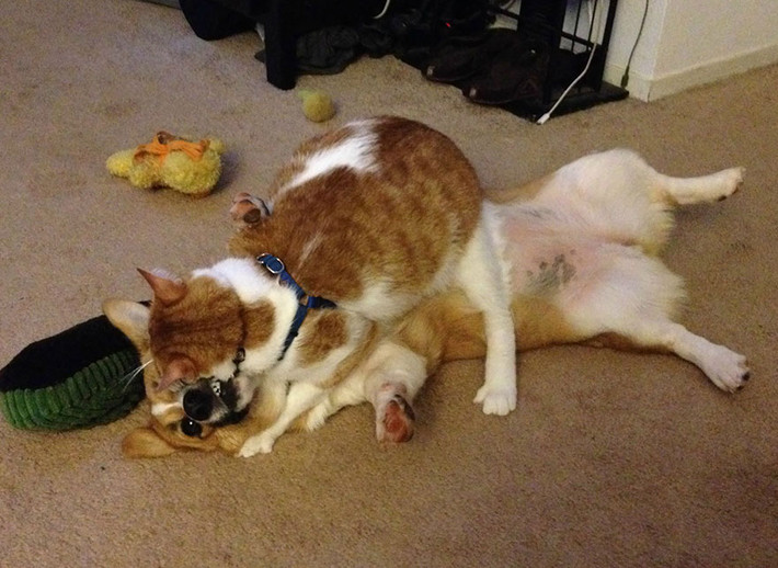 Đổi lại, mỗi khi cả hai làm biếng, mèo sẽ liếm láp, làm sạch lông cho Corgi.