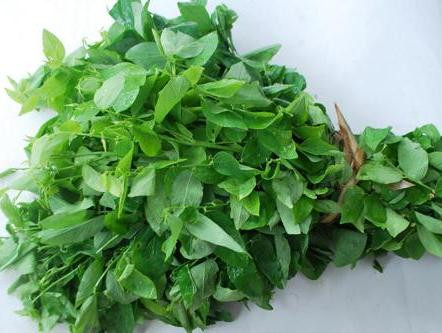 Bôi lá rau ngót. Lá rau ngót không chỉ dùng nấu canh ăn rất mát mà còn có tác dụng chữa nhiệt miệng vô cùng hữu hiệu. Bạn tước lá bồ ngót tươi, rửa sạch, sau đó mang giã nát, ép lấy nước cốt, hòa với ít mật ong. Dùng bông thấm hỗn hợp này bôi vào chỗ sưng đau, lở trong miệng bé. Ngày bôi 2 – 3 lần sẽ giảm ngay các nốt lở do nhiệt miệng.