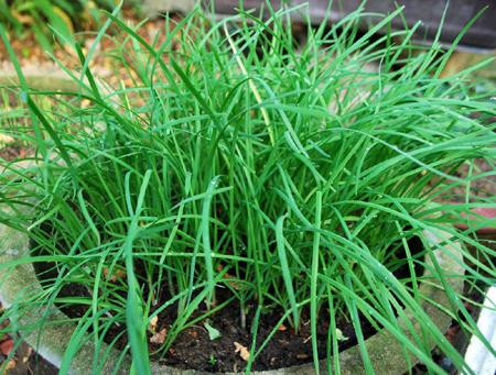 Dùng 60g rễ cây hẹ rửa sạch, sắc uống ngày 1 thang. Lấy một cây hành tươi rửa sạch, giã nát, trộn đều với chút giấm, sao lên rồi bôi vào nơi có rôm sảy rất tốt.