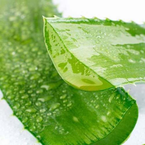 Mặt nạ nha đam. Nha đam từ lâu đã được coi là loại thần dược trong việc làm đẹp da và điều trị mụn. Chỉ cần dùng dao cắt lát lá nha đam, lấy phần thạch, nhẹ nhàng thoa chất thạch nha đam lên những nốt mụn, để trong 10 phút, rồi rửa sạch bằng nước lạnh. Cách này làm mát và giảm độ sưng tấy của mụn. Làm 2 lần/tuần sẽ cho kết quả khá khả quan. Nha đam không những trị được mụn cám, mà còn làm cho da mịn màng hơn nữa.