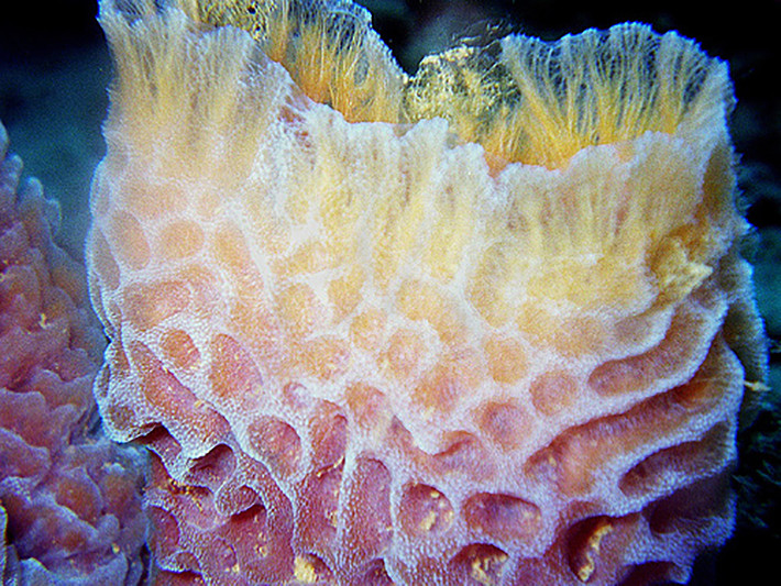 Trong một nghiên cứu mới được công bố trên tạp chí Current Biology, các nhà nghiên cứu đã phát hiện hai loài bọt biển: Caribe Aplysina archeri và một loài thuộc giống Chelonaplysilla, “hắt hơi” bằng cách co thắt toàn bộ cơ thể.