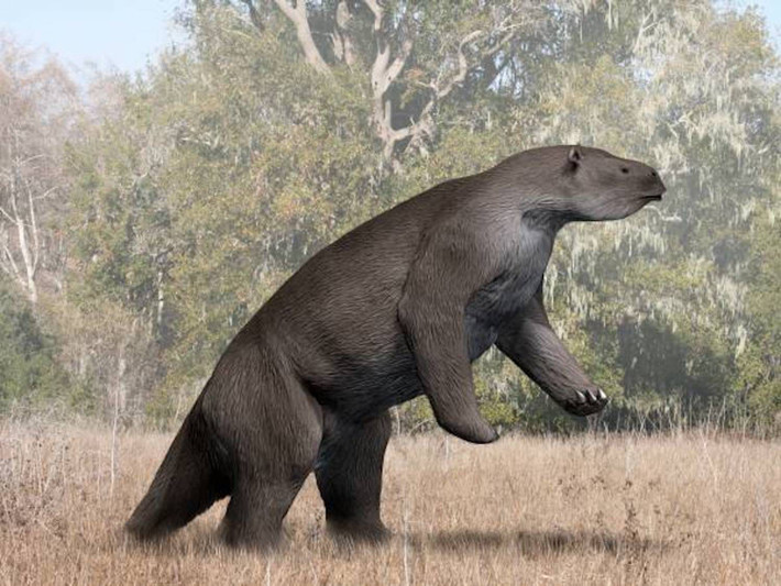 Nặng tới 4.000 kg, megatherium trông giống như một con lười, nhưng lại to và nặng như một con voi! Vì vậy, không giống như những con lười mà chúng ta biết ngày nay leo cây để ăn lá, megatherium đủ cao để chạm tới lá cây trên ngọn cây cổ thụ.
