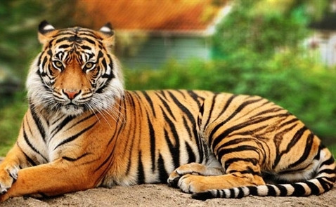 Câu chuyện hổ trả thù nổi tiếng nhất là câu chuyện về một kẻ săn trộm người Nga, Vladimir Markov, vào mùa đông năm 1997 đã giết một con hổ và ăn trộm một phần thịt của con vật đó.