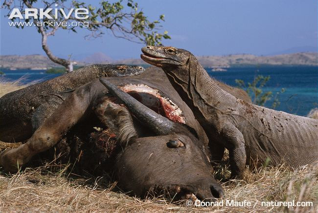 Do vậy, rồng Komodo không cần đến những chiêu săn mồi dũng mãnh như chúa tể sơn lâm bởi nọc độc của chúng đủ để hạ gục một con trâu như thế này.