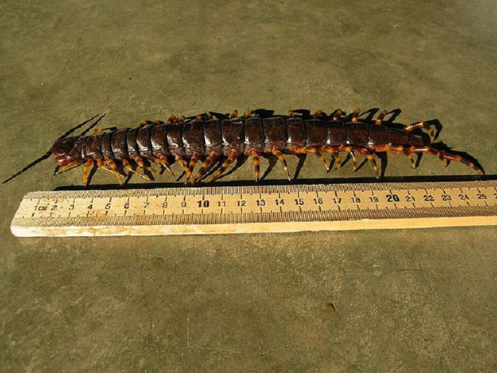 Với cơ thể dài tới 38cm và nọc độc khá nguy hiểm, loài rết khổng lồ này của Nhật Bản có thể khiến bạn nhập viện vài ngày nếu vô tình bị chúng cắn. Ngoài ra, chúng còn được dùng làm đồ ăn nhưng liệu bạn có dám thử món rết nướng?