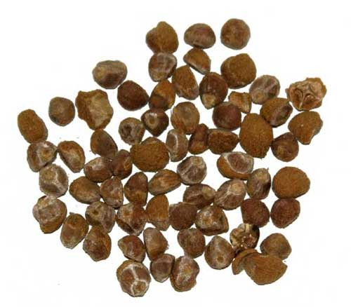 Tuy nhiên, hạt của loài cây này có chứa axit lysergic amide – tiền thân của một hợp chất có khả năng gây ảo giác.