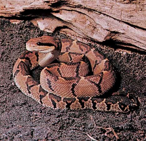 Chú rắn độc Nam Mỹ Bushmaster trong hình có chiều dài 3,65 m – không chỉ là chúa tể trong loài mà còn là chú rắn độc có thân hình dài nhất Tây bán cầu.