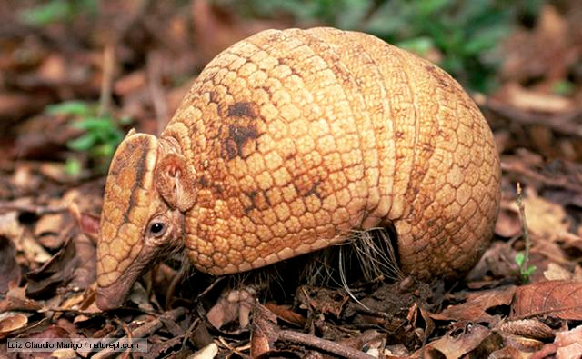 Tatu vinh dự được chọn làm biểu tượng một phần vì đây là loài đặc hữu của Brazil, đồng lại sở hữu khả năng phòng vệ vô cùng độc đáo.