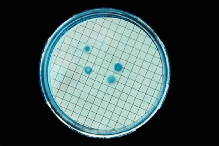 Coliforms là vi khuẩn thường được tìm thấy trong phân động vật và con người, cũng như trên đất và cây trồng. Ngoài ra, chúng cũng thường được tìm thấy trên bề mặt của điện thoại di động cá nhân.