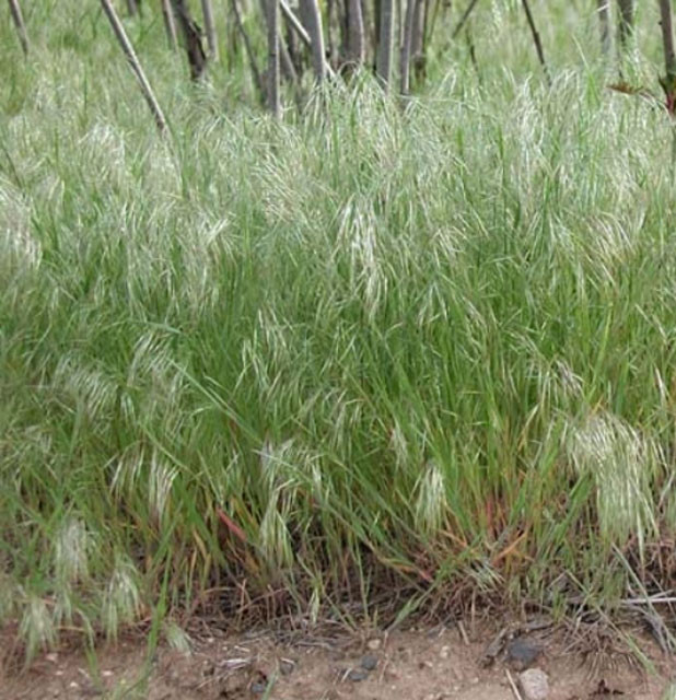 Cỏ cheatgrass cũng đang hoành hành khắp miền Tây nước Mỹ, làm thay đổi hệ sinh thái, khiến những vụ cháy rừng xảy ra thường xuyên hơn, nghiêm trọng hơn và thường là loài mọc lại đầu tiên sau cháy.