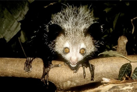 Khỉ Aye-Aye là người họ hàng khá kỳ dị của chúng ta. Có lẽ chính đôi mắt to bất thường và đôi tai xấu xí nên chúng bị coi là điềm xấu.
