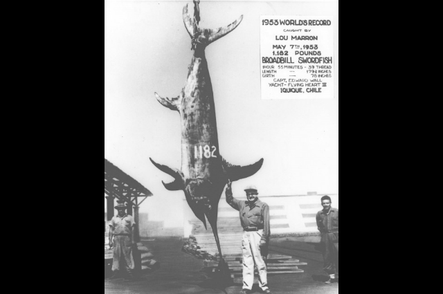 Tháng 5/1953, ngoài khơi bờ biển Iquique, Chile, một chú cá kiếm dài hơn 4,5m và nặng tới 536kg đã vật lộn với ngư dân suốt 2 tiếng đồng hồ trước khi đầu hàng.