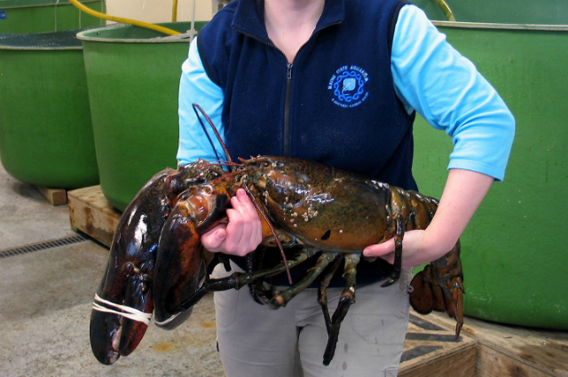 Năm 2012, một tàu đánh bắt tôm đã tìm thấy một con tôm hùm khổng lồ (Homarus americanus), nặng tới hơn 10kg trong lưới của mình ngoài khơi Maine.